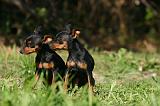 PINSCHER NAIN 179